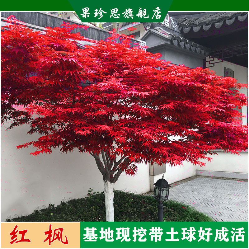 庭院红枫树苗中国四季种植