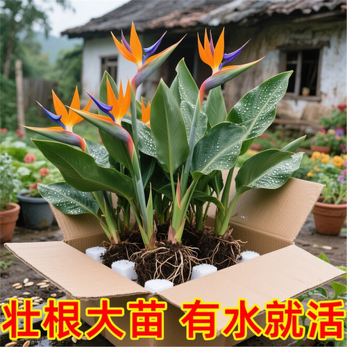 水培植物天堂鸟绿盆栽花卉