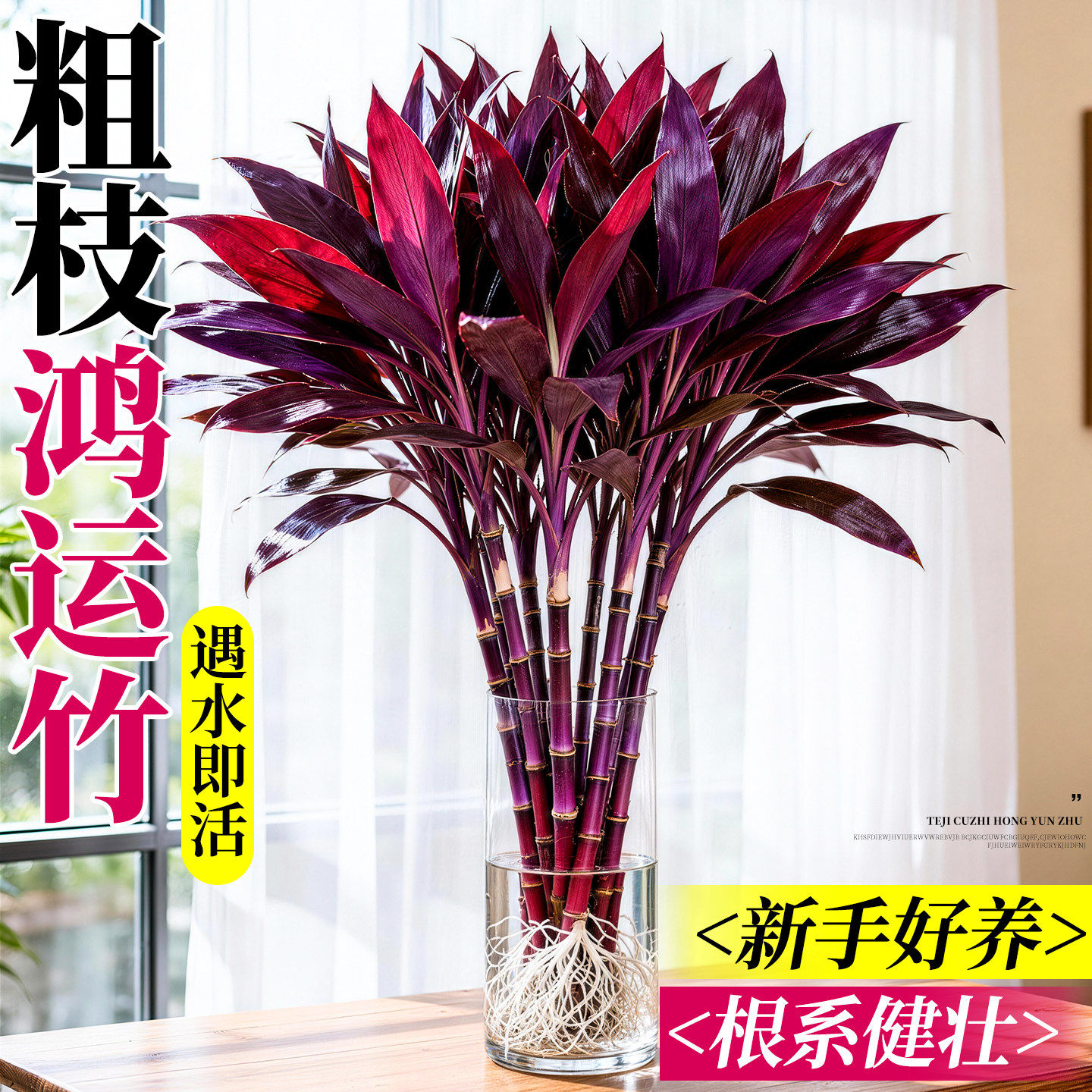 鸿运竹紫竹水培植物富贵竹带根客厅粗杆水养盆栽绿植室内四季好养