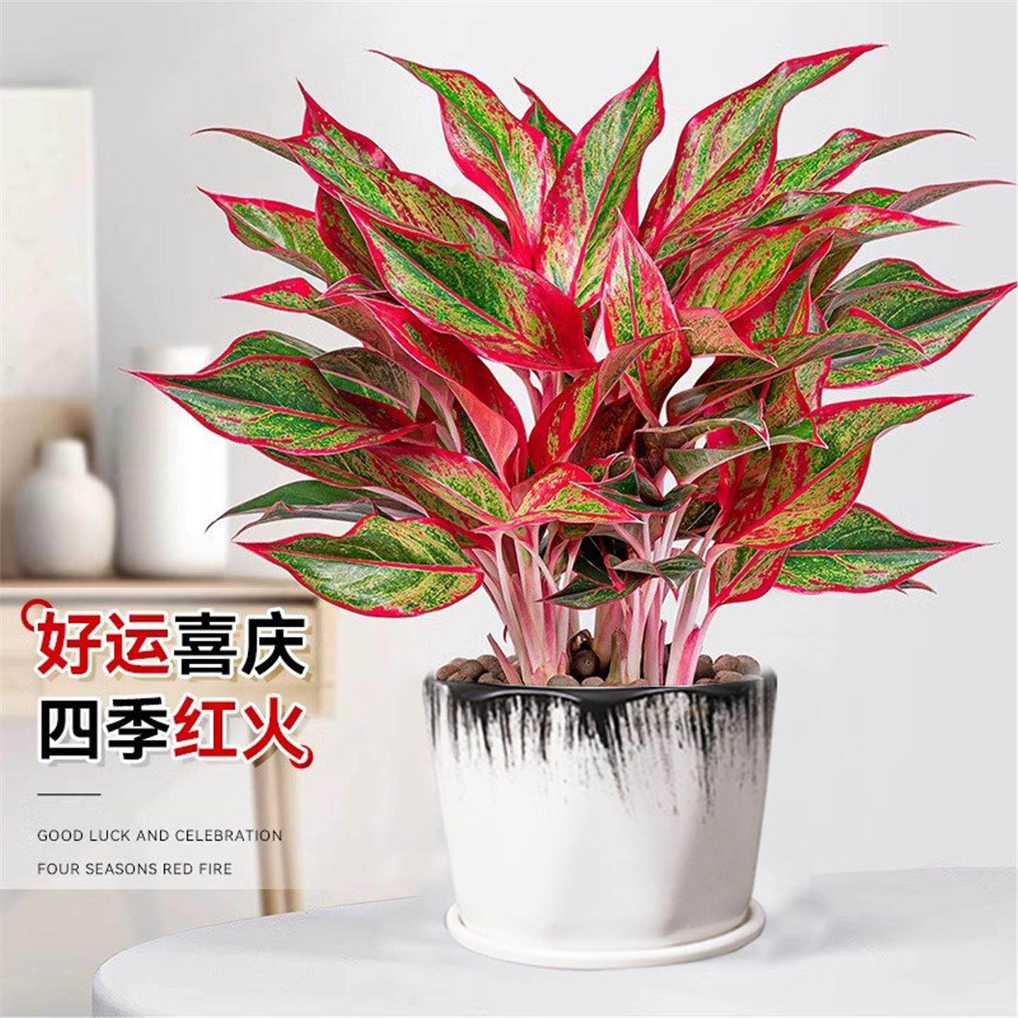 万年红如意皇后盆栽室内办公桌客厅招财绿植好养易活盆景净化空气