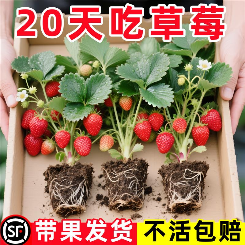 新品种奶油草莓苗盆栽大阳