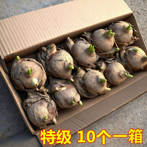 水仙花种球特大漳州重瓣培