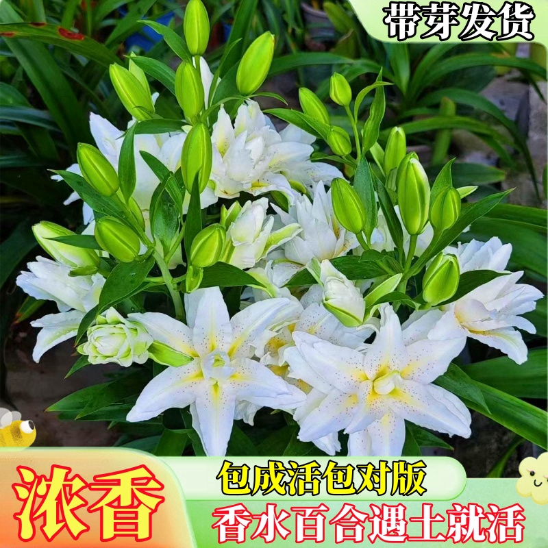 百合花种球进口香水百合四季可种好养花卉植物室内鲜花盆栽花种子