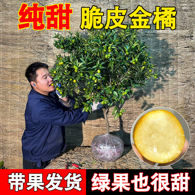 脆皮金桔带果发货盆栽树苗