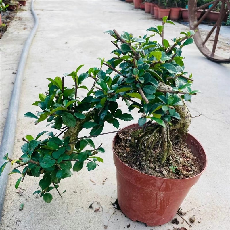 提根临水牡丹栀子花老桩盆景胡椒木游龙造型清香木悬崖式飘枝白蜡