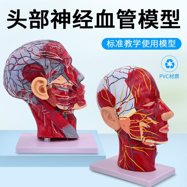 人体头面部附脑血管神经模型颈部解剖学面部神经血管肌肉结构模型