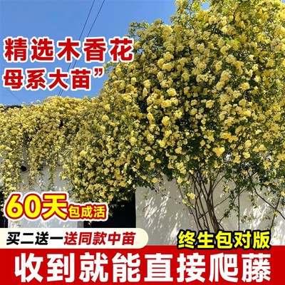 重瓣黄木香爬藤老桩大苗四季开花阳台花卉庭院植物好养红白木香花