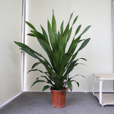 青云直上室内大盆栽耐阴办公室绿植客厅走廊办公前台绿植盆栽花卉