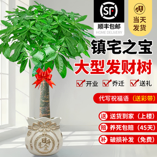 发财树客厅大盆栽室内大型绿植新中式聚宝盆办公室乔迁喜开 业送