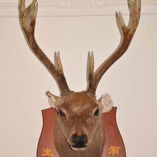 工艺鹿头标本L27壁挂墙饰 壁炉壁饰挂件欧式会所酒吧样板房装饰
