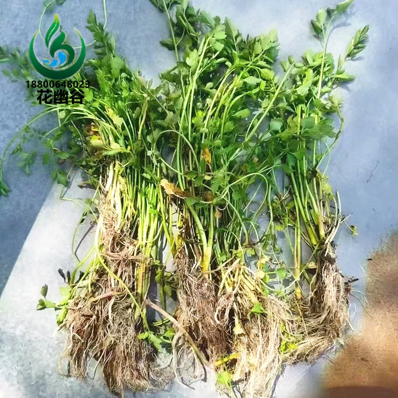 水生植物野生水芹菜种苗水培蔬菜水芹菜苗香芹苗挺水植物池塘种植