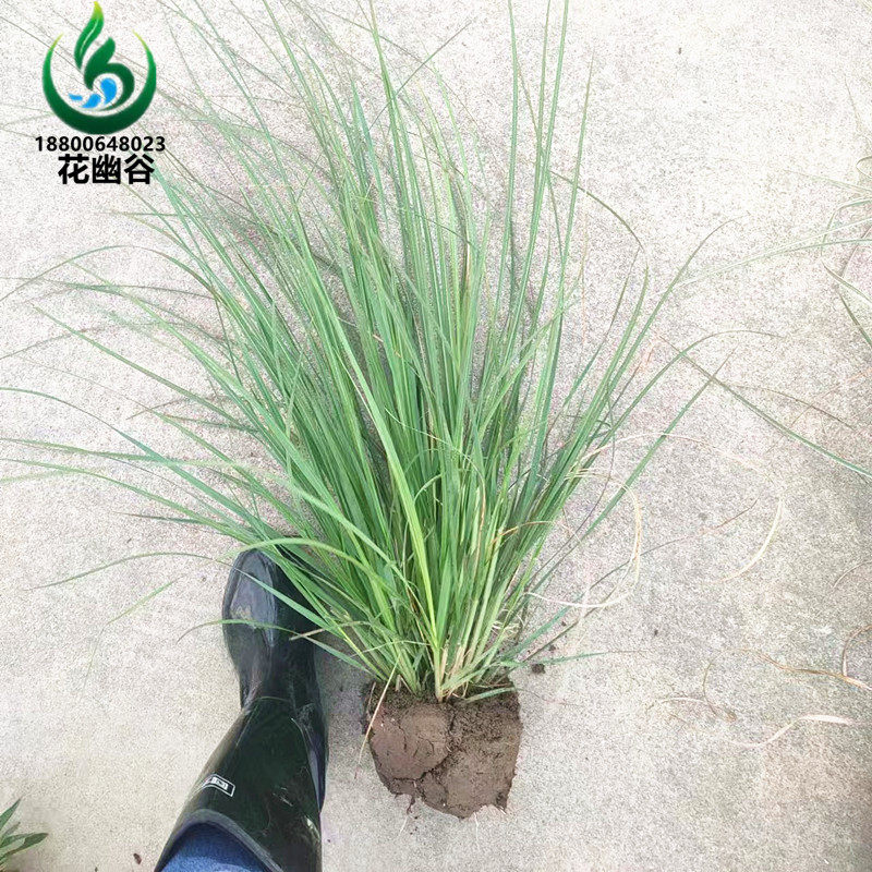 矮蒲苇观赏花草细叶芒耐旱耐干湿地植物地被公园道路绿化花卉苗木
