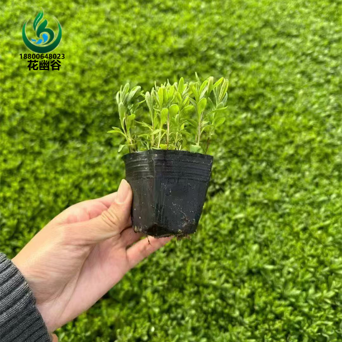 200盆薰衣草花苗花草观赏花草庭院公园花镜花海盆栽绿植花卉
