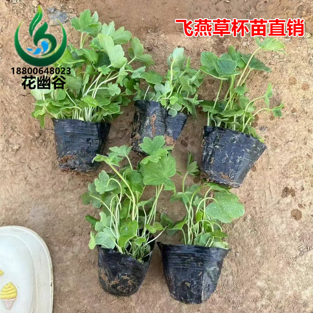 花幽谷200盆大花飞燕草花苗图片