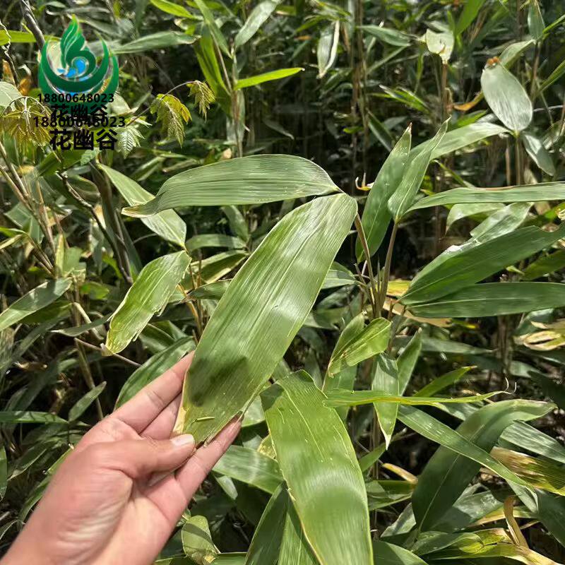 箬竹苗米竹花苗矮生竹子粽子叶植物五月竹子粽叶庭院公园绿植花卉