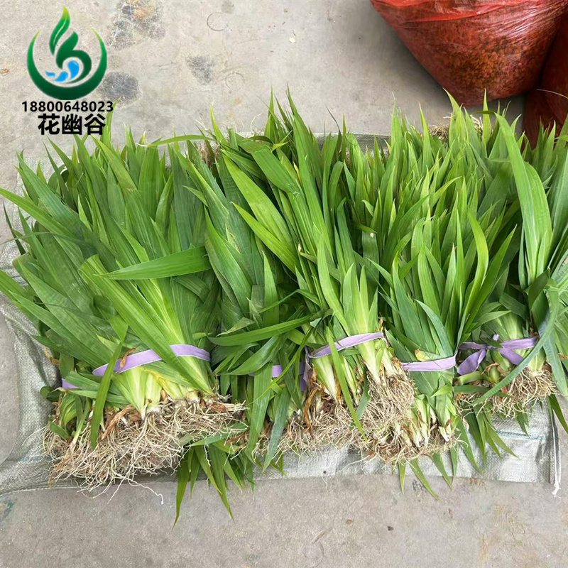 鸢尾花苗庭院道路绿化苗蝴蝶兰苗盆栽蓝花鸢尾苗素心兰花地被植物