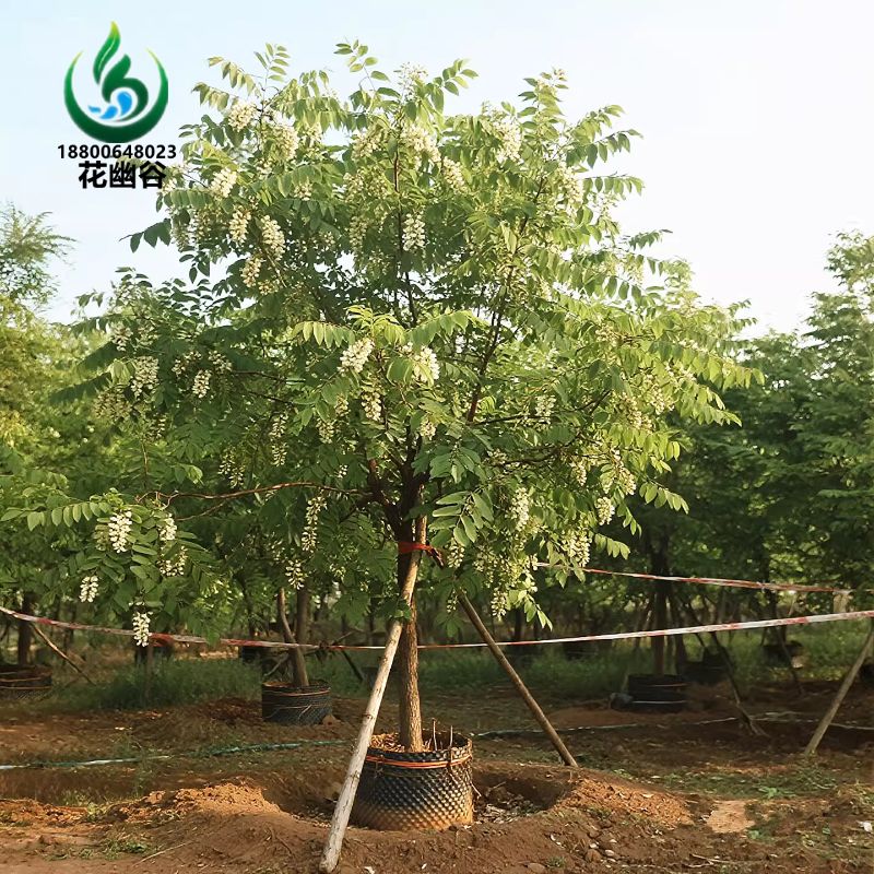 红色香花槐白色刺槐树苗