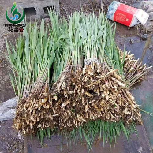 芦苇根苗水生挺水植物净化水质