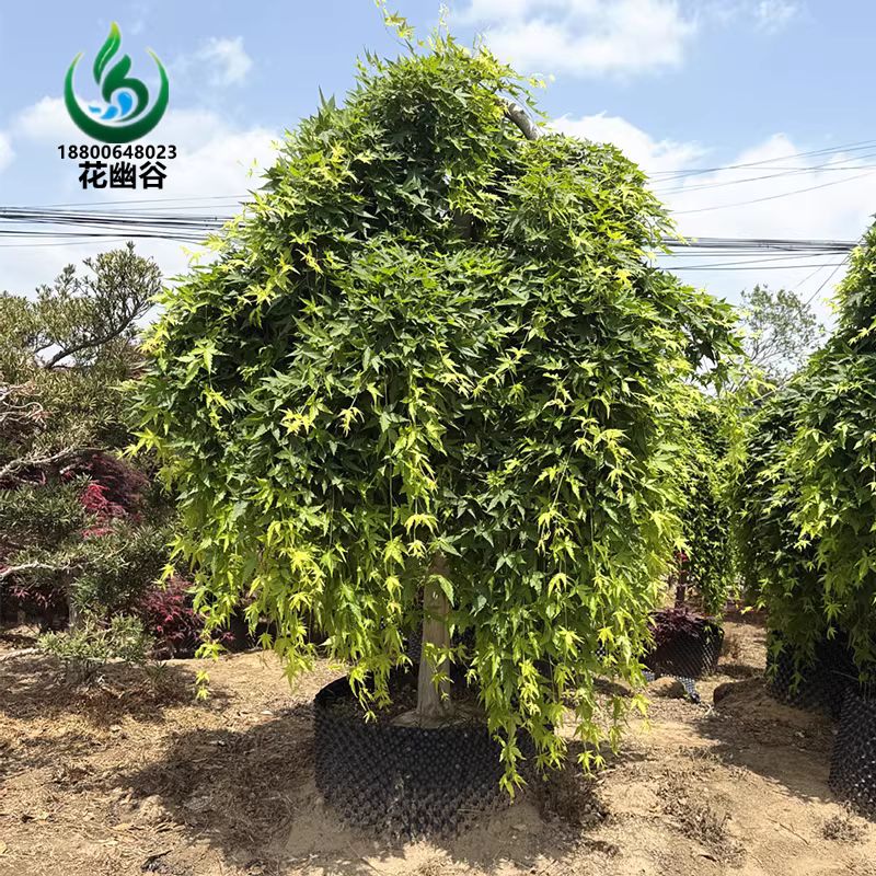 流泉树苗盆景黄金枫瀑布枫图片