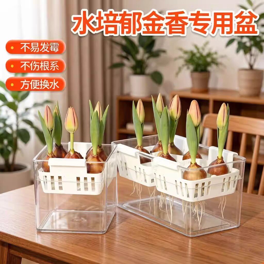 郁金香种球水培室内四季育苗盆