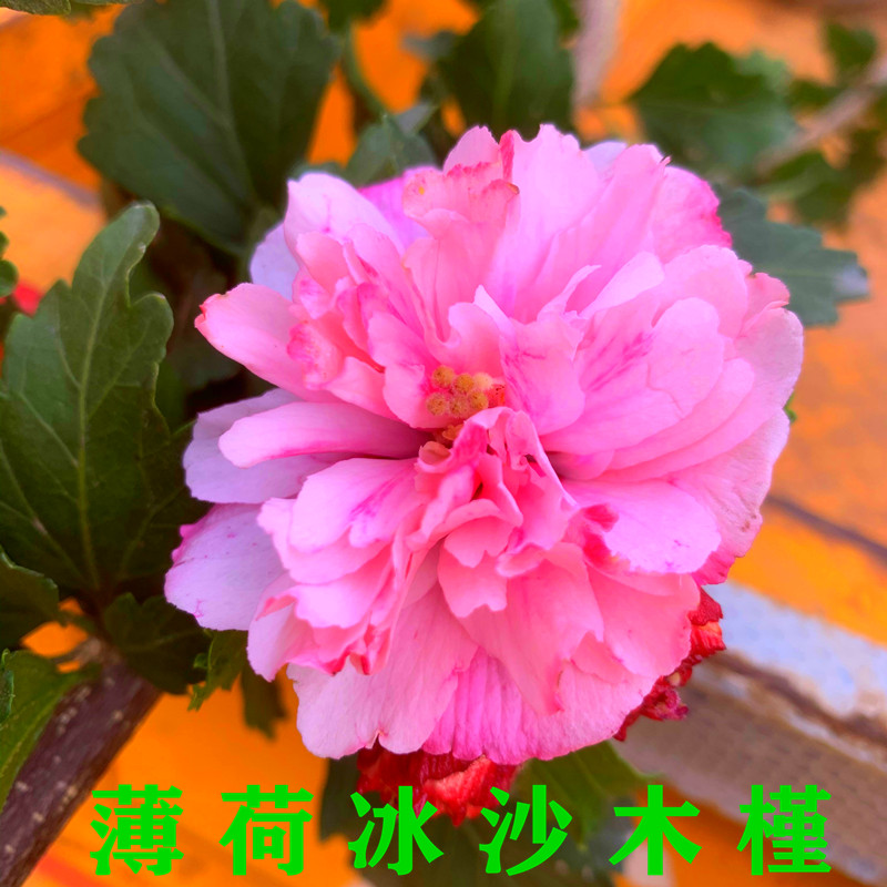 蓝莓冰沙木槿兰花木槿紫玉红花重瓣牡丹木槿法国红酒馆薄荷冰沙