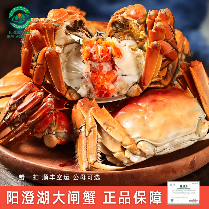 活蟹】毛氏阳澄正宗苏州阳澄湖大闸蟹鲜活螃蟹公母全母8-10只礼盒