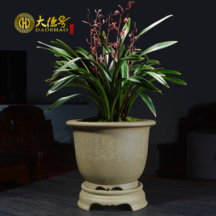 大德号陶瓷紫砂花盆大口径带托盘君子兰兰花兰草蝴蝶兰盆栽专用盆