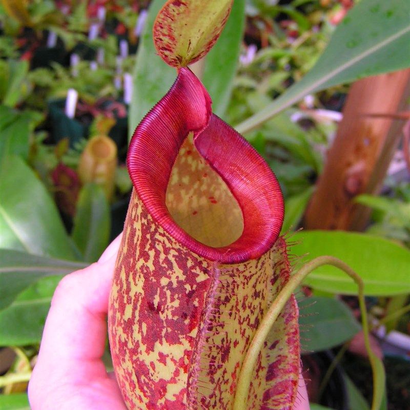 食虫植物-虎克猪笼草 食虫草 食人花 奇趣绿植盆栽 包邮,鲜花速递/花卉仿真/绿植园艺,绿植,淘宝优惠券,粉丝福利购,淘宝优惠卷