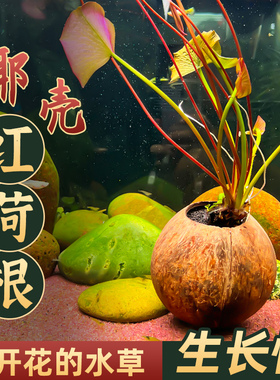椰壳红荷根水草水族箱中后景鱼缸造景装饰易养睡莲植物浮叶一叶莲