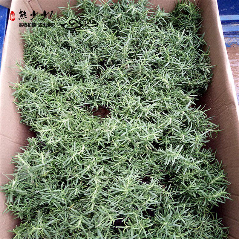 香草花苗香薄荷盆栽苗罗勒苗紫苏苗香茴香苗吊兰 迷迭香苗2盆包邮
