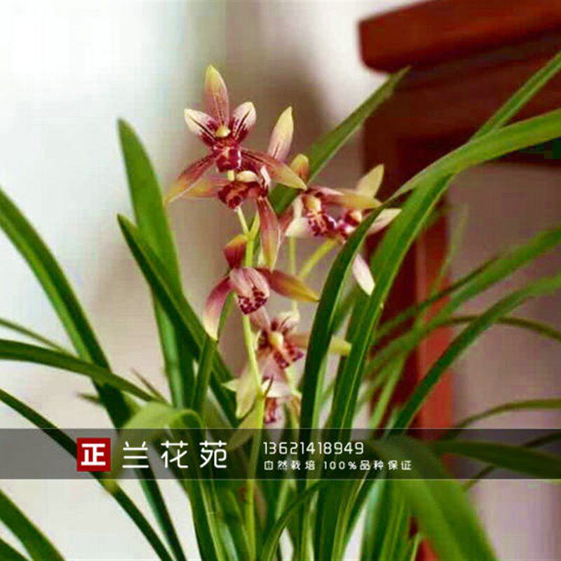 带花苞 四季复色花惊艳 玉红双娇 小型兰花建兰媲美【国魂】纯正