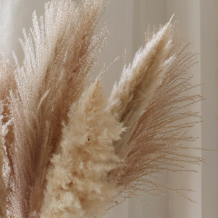 WIHO芦苇干大灯笼竹编器皮扣瓶桌面店铺陈列软装