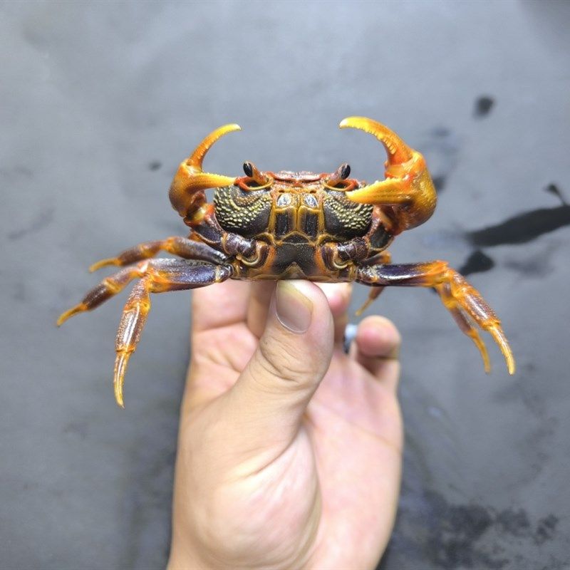 南海溪蟹,珠海果绿,HK溪蟹蓝尖肢寄居蟹桌面小宠物好养活高颜值