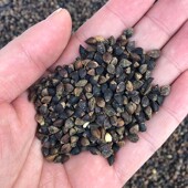 鸽饲料 鹦鹉鸟食仓鼠零食 赛信鸽鸽粮 5斤 原荞麦 包邮 带壳荞麦