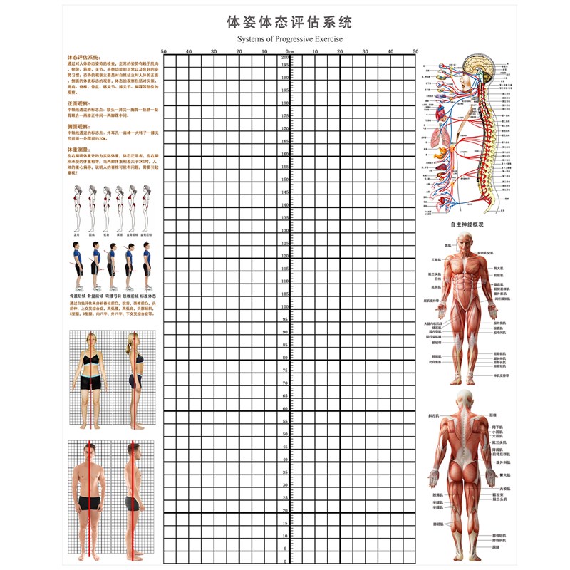 体态评估墙贴精准尺寸身高测量表健身房体测网格纸身体矫正体态表