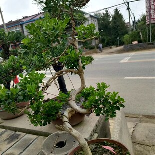 黄杨老桩盆景瓜子皱皮造型小叶绿植室外客厅养树桩