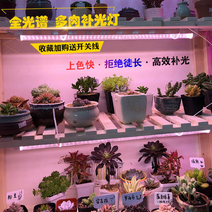 多肉补光灯防徒长多肉上色家用全光谱红蓝花卉育苗led植物生长灯