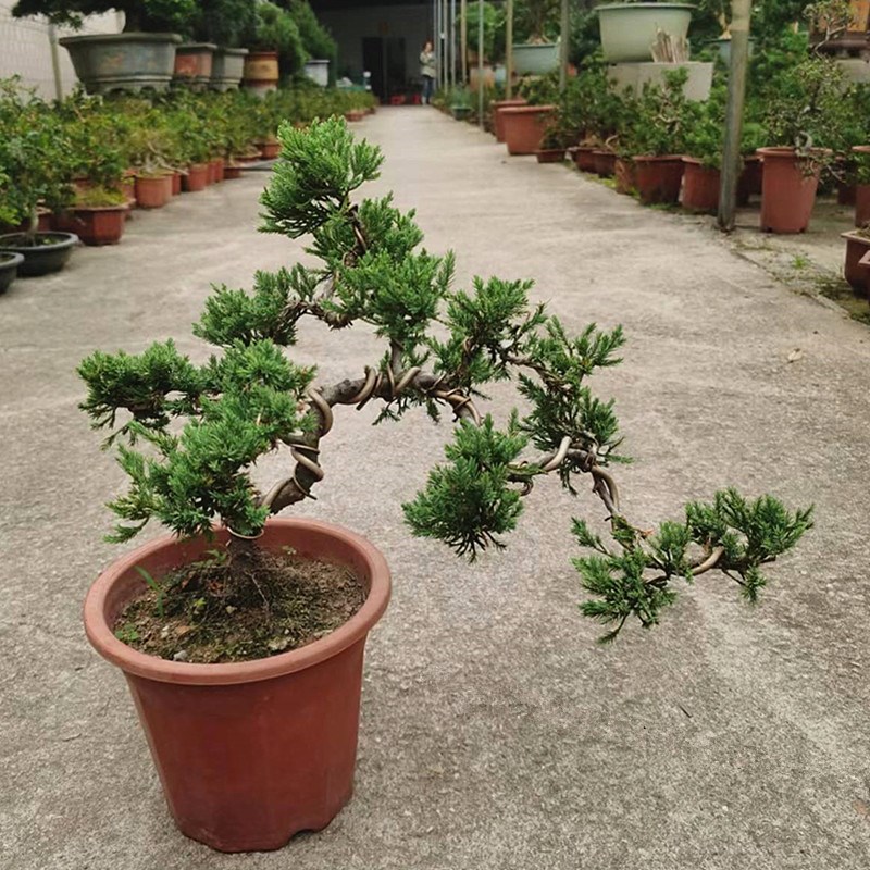 松柏济州真柏盆景迎m客悬崖造型植物老桩室外阳台绿植盆栽四季常