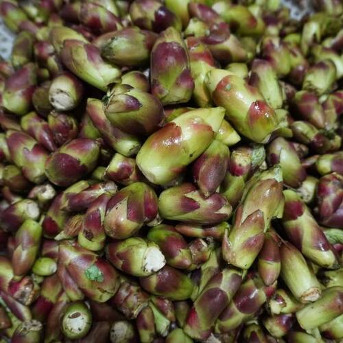 甘肃天水野生乌龙头刺嫩芽现摘