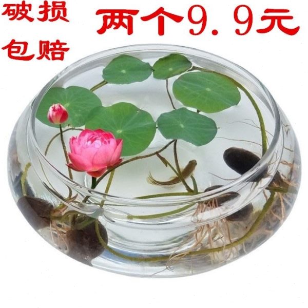 水培玻璃花瓶透明大号水仙盆碗莲盆睡莲花盆乌龟鱼缸水养植物器