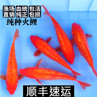 精品火鲤纯种红白锦鲤观赏鱼活体鱼淡水鱼送鱼食顺丰 包活包赔 包邮