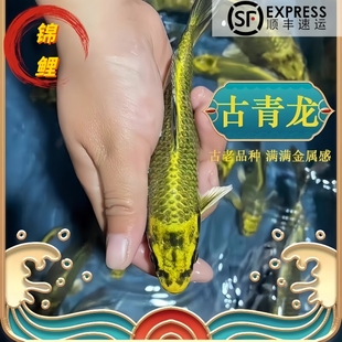 精品古黄金锦鲤淡水冷水鱼观赏鱼好养耐活鱼苗活体自来水活鱼锦鲤