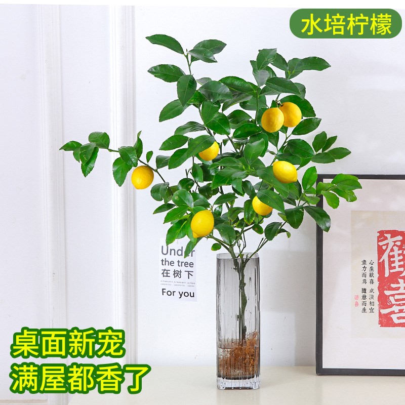香水柠檬树苗盆栽四季结果无籽盆栽水培植物室内客厅可食用好养