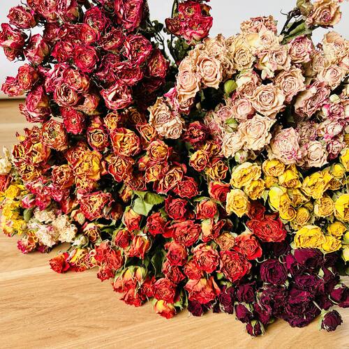 风干多头蔷薇泡泡干束玫瑰烘干真小新客厅插装饰拍摄道具