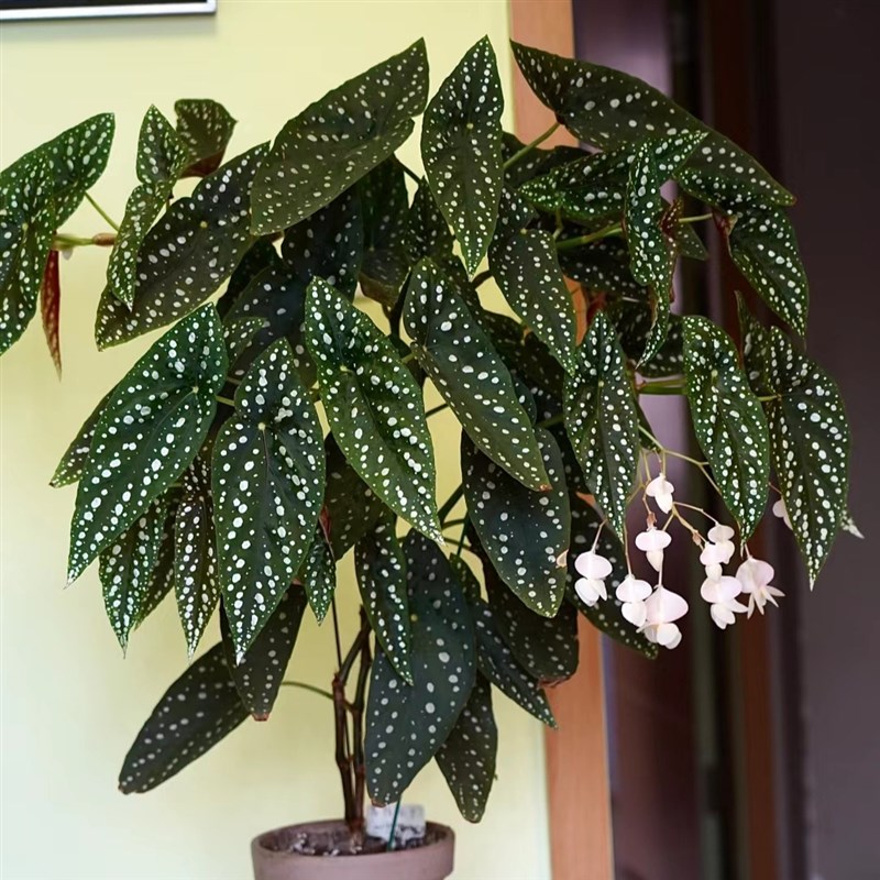 塞拉山王秋海棠竹节类阳台室外室内客厅桌面绿植盆栽观叶赏花植物