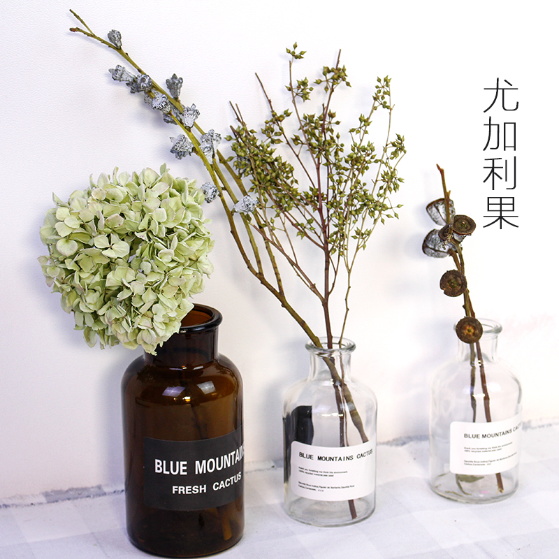 尤加利果 干花老果桉树果树枝家居装饰云南真花拍照混搭自然花材