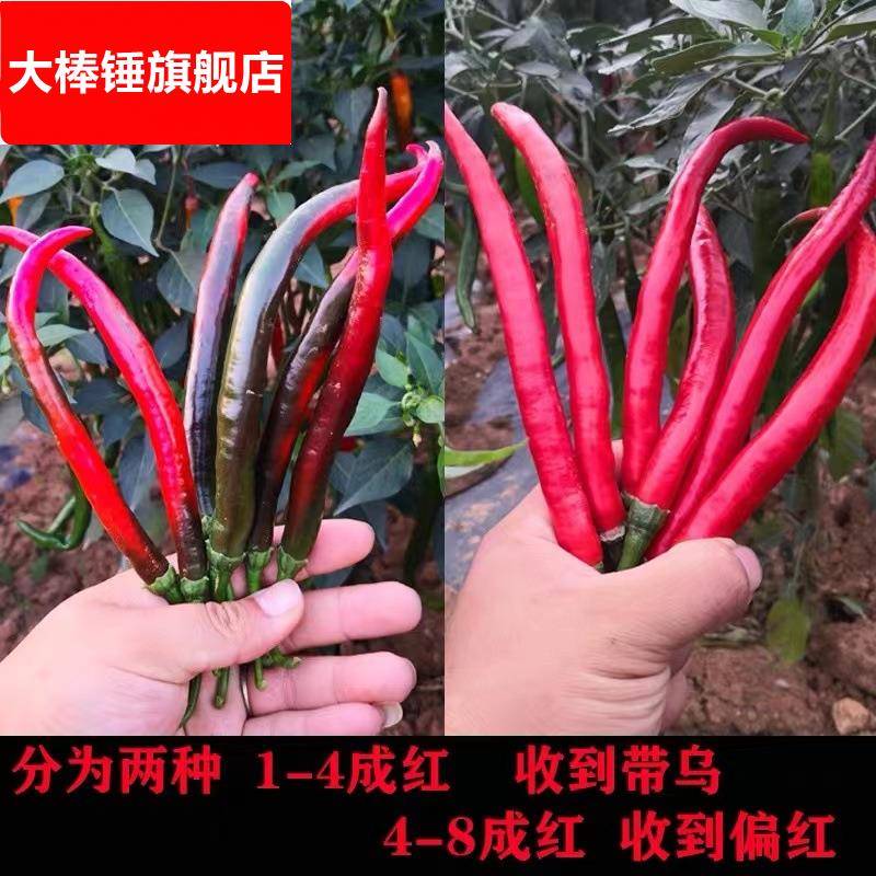 ii现摘新鲜红二荆条红线椒红辣椒5斤农家自种泡椒剁椒包邮红辣椒