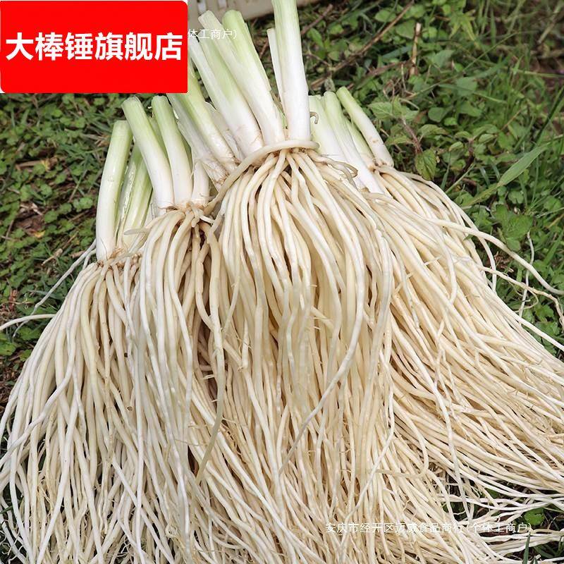 云南德宏新鲜撇菜根苤菜根大韭菜根月子良菜可腌制500克新鲜蔬菜