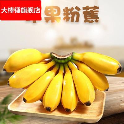 广西苹果粉蕉 3/9斤新鲜酸甜香糯应季孕妇水果非西贡红香蕉