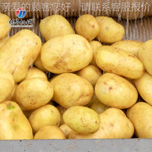 工 厂直IBB销根蹄茎类蔬清菜洗机全不锈钢毛刷清洗机 湖南湘潭马